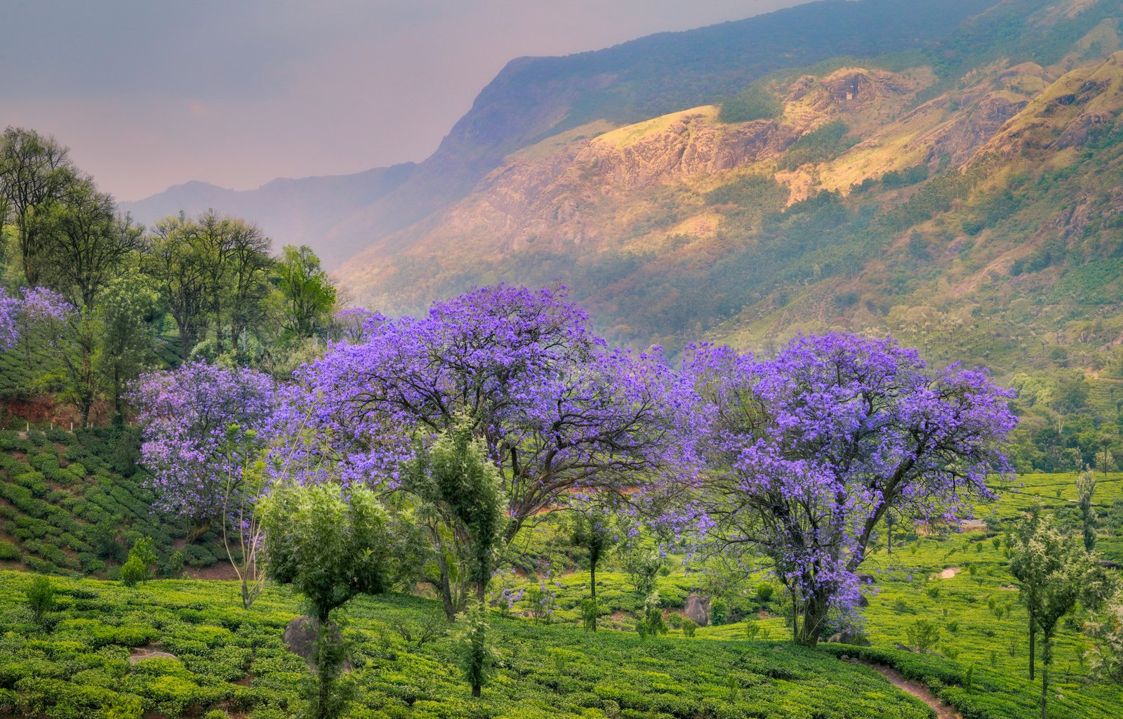 Ooty